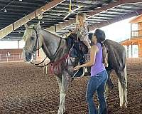 carousel-gelding