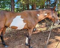 down-paint-horse