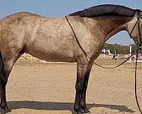 breeding-quarter-pony