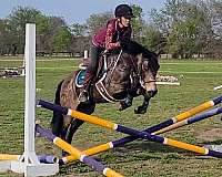 dappled-quarter-pony