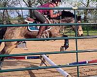 hunter-under-saddle-quarter-pony
