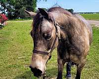 buckskin-mare-pony