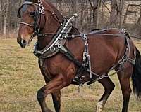 bay-draft-quarter-horse-mare