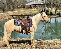 haflinger-horse-for-sale