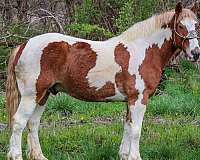 age-quarter-horse
