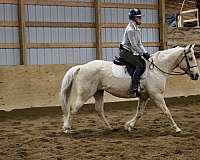 beginner-quarter-pony