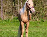 halflinger-quarter-pony