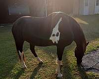 spotted-saddle-horse-for-sale