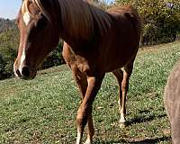 coggins-negative-arabian-horse