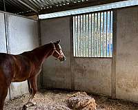 papers-available-arabian-horse