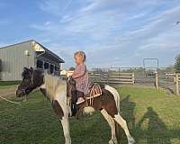 trained-miniature-horse