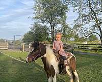 energetic-miniature-horse