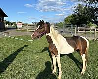 blue-eyed-miniature-horse