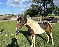 driving-miniature-horse