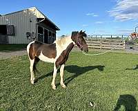 kid-safe-miniature-horse