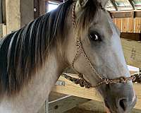 buckskin-white-tennessee-walking-horse