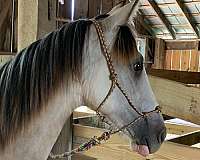 fast-learner-tennessee-walking-horse