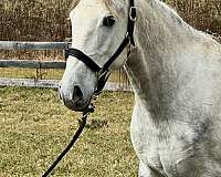 up-to-date-vaccines-tennessee-walking-horse