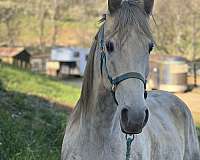 high-end-tennessee-walking-horse