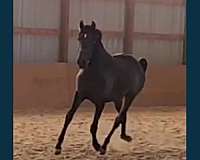 athletic-andalusian-horse