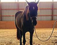 long-legged-andalusian-horse