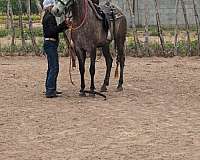 and-willing-andalusian-horse
