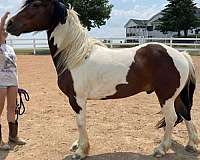 tobiano-painted-horse