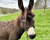 brown-therapy-donkey