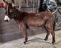 brown-beginner-donkey