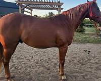 quarter-horse