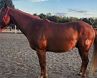 around-quarter-horse