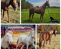 red-roan-roan-homozygous-show-horse