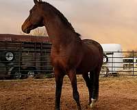 bay-left-hind-ankle-white-horse