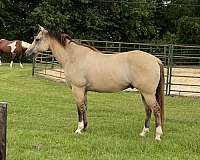 buckskin-brown-tail-horse