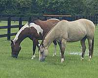 buckskin-brown-mane-horse