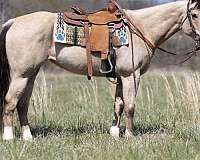 ranch-quarter-pony