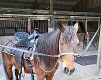 bay-welsh-pony-mare