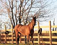 bay-isabelo-andalusian-filly