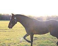 bay-isabelo-breeding-horse