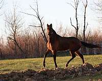 bay-isabelo-andalusian-horse