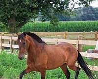 bay-isabelo-breeding-horse