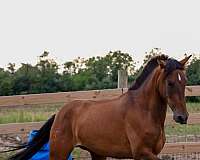 bay-isabelo-filly-for-sale