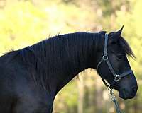 all-around-friesian-horse