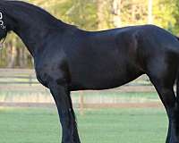 black-none-horse