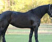 breeding-friesian-horse