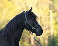 english-pleasure-friesian-horse