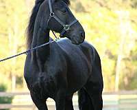 import-friesian-horse