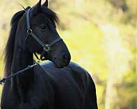 parade-friesian-horse