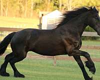 trail-riding-friesian-horse