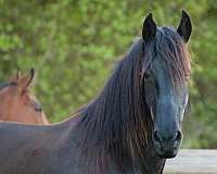 black-all-around-horse